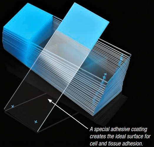 Microscope Slides Positive Charged Slides Globe Scientific